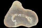 Fossil Sea Cucumber (Achistrum) - Mazon Creek #120939-1